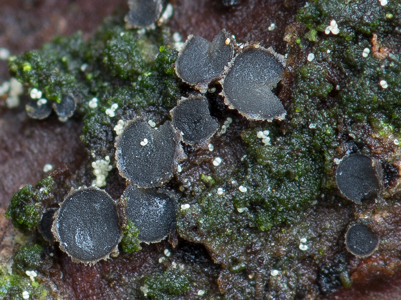 Grovesiella abieticola